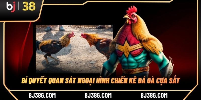 Bí quyết quan sát ngoại hình chiến kê đá gà cựa sắt