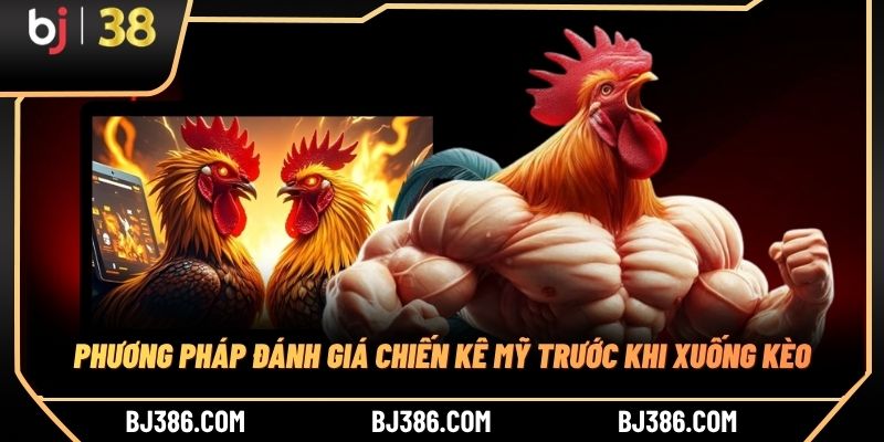 Phương pháp đánh giá chiến kê Mỹ trước khi xuống kèo