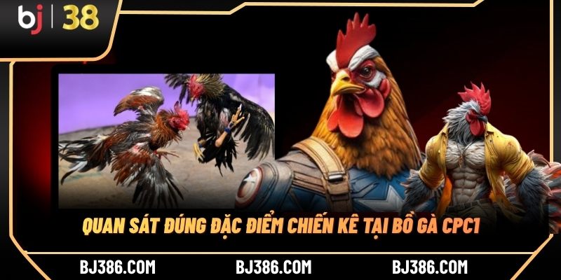 Ưu điểm nổi bật của bồ CPC1 Quan sát đúng đặc điểm chiến kê tại bồ gà CPC1